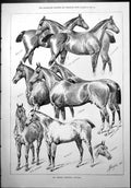Old Sir Thomas Leonard'S Hunters Crocus Rossa Munster Bastion Etc. 18 Victorian