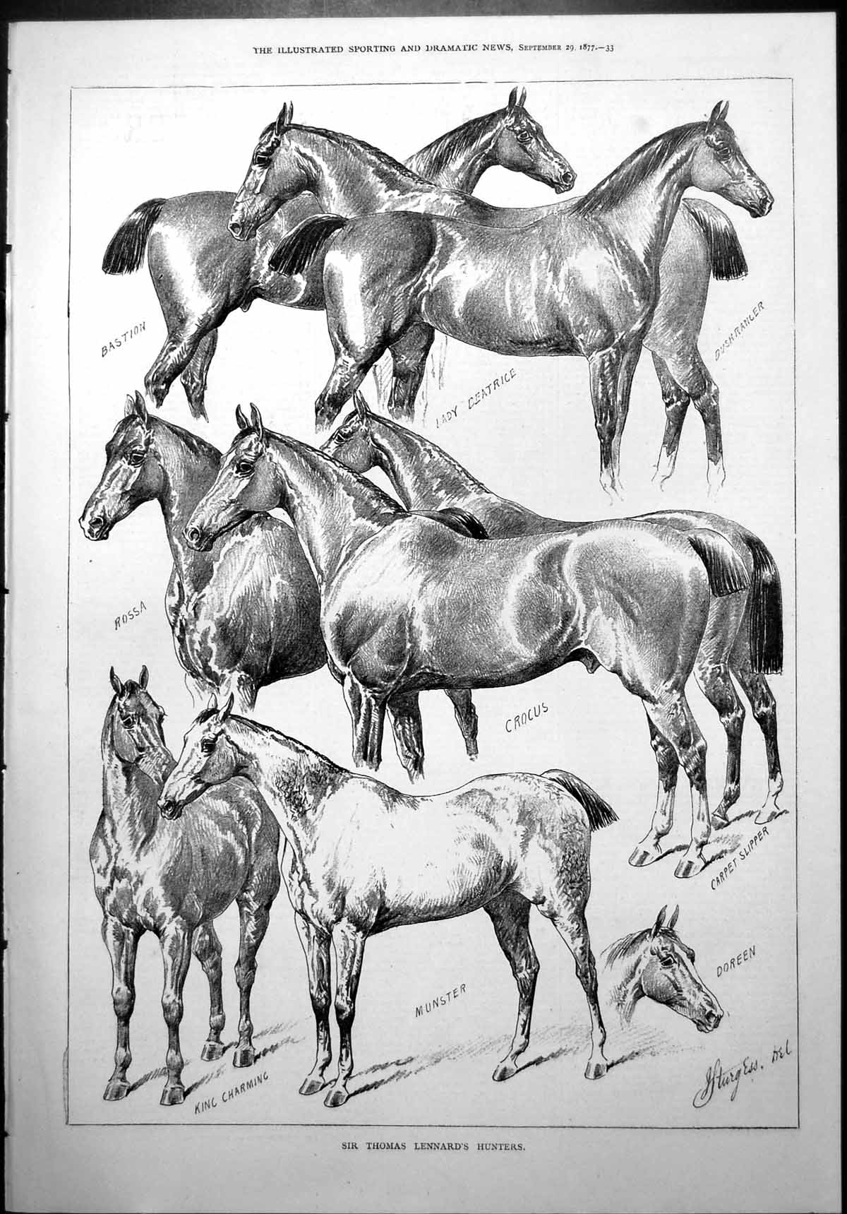 Old Sir Thomas Leonard'S Hunters Crocus Rossa Munster Bastion Etc. 18 Victorian
