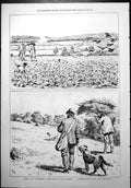 Old Among Partridges Covey Turnips Single Birds Hedgerows Hunting 187 Victorian
