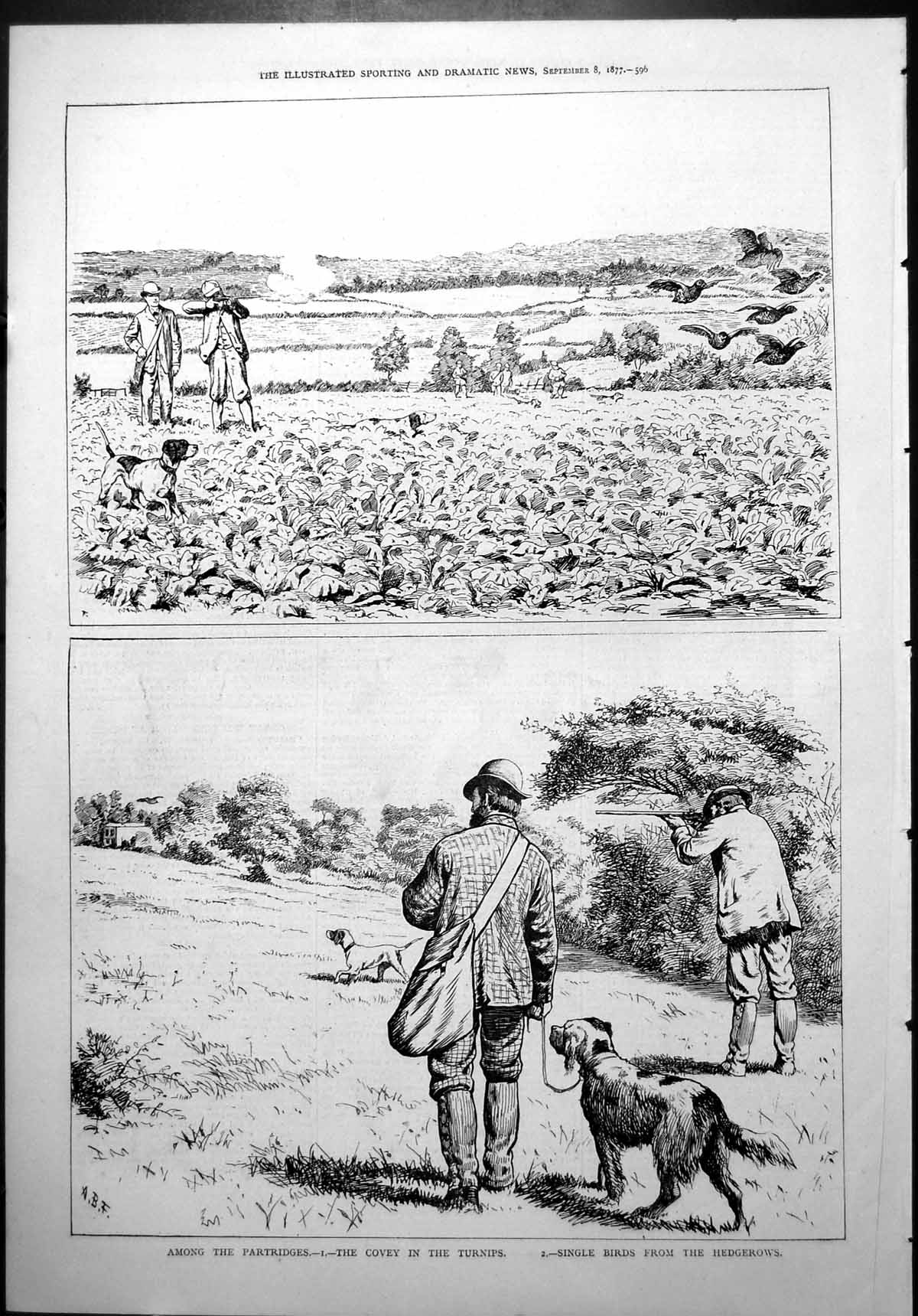 Old Among Partridges Covey Turnips Single Birds Hedgerows Hunting 187 Victorian