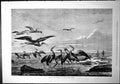 Old Herons Sea-Gulls Welsh Coast Wrecked Boat Yacht Sailing Ship 1877 Victorian
