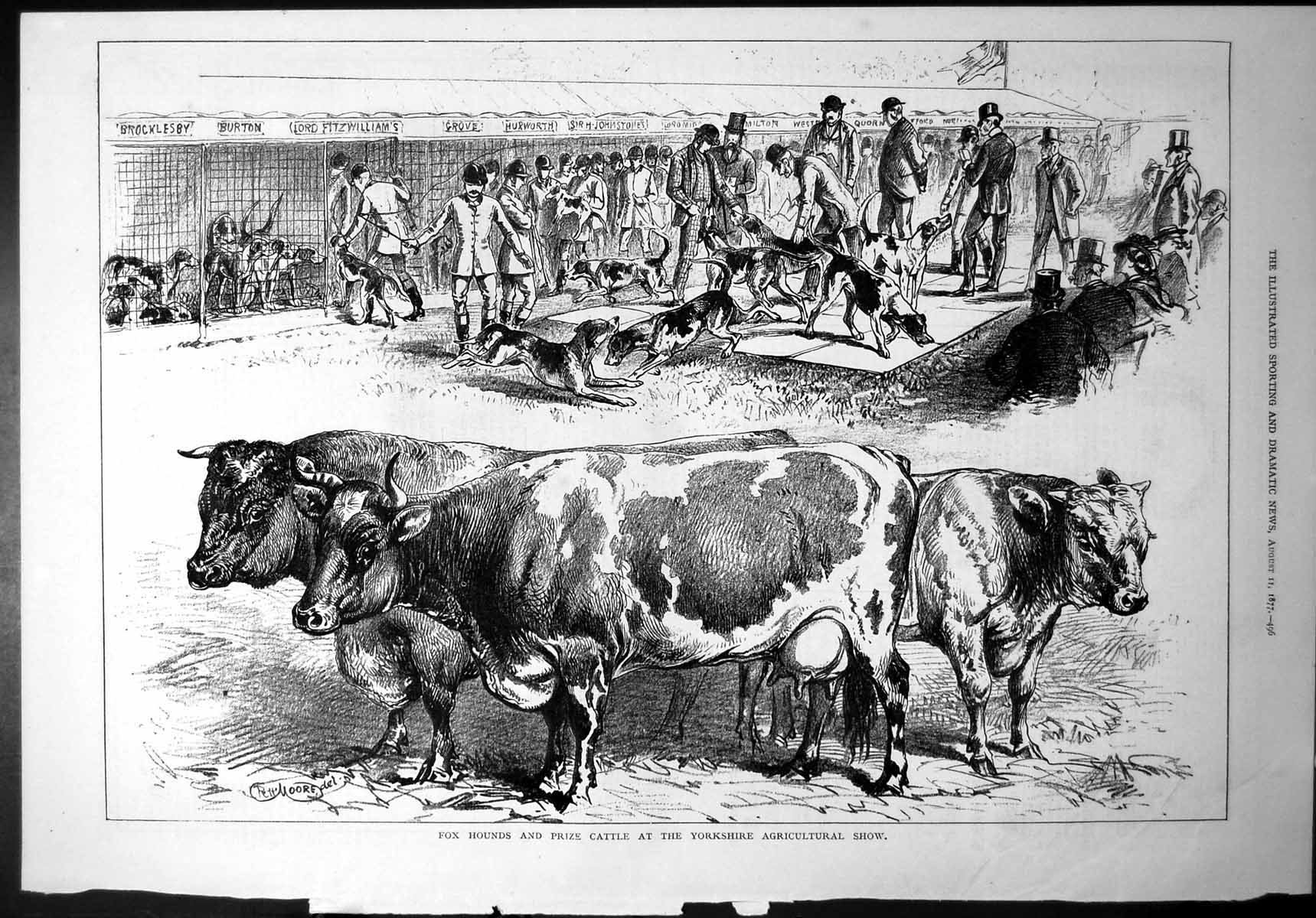 Old Print Fox Hounds Prize Cattle Yorkshire Agricultural Show Moore 1877 19th