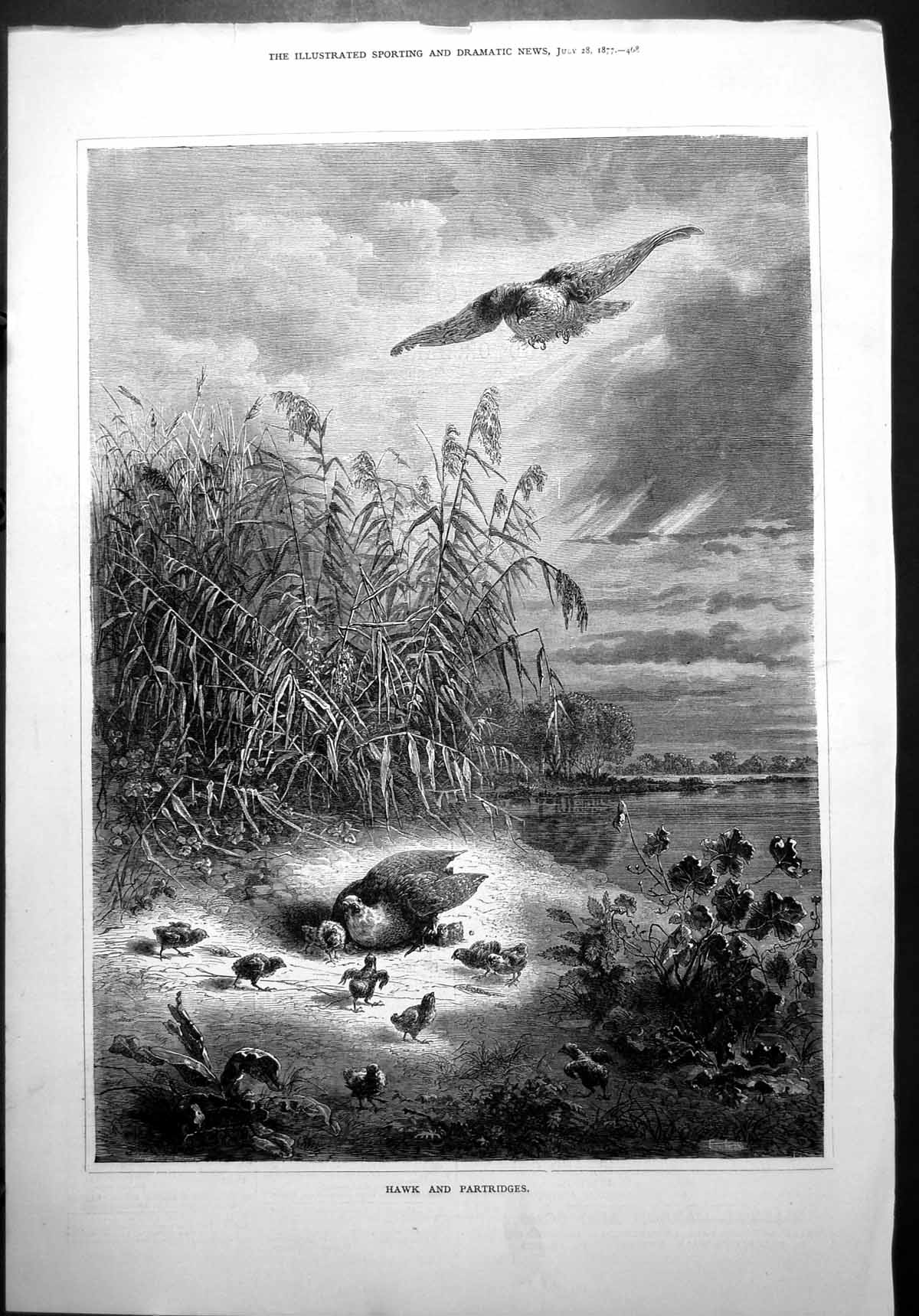 Antique Print Hawk Partridges Fledglings In Danger Waterside Reedmace 1877 19th