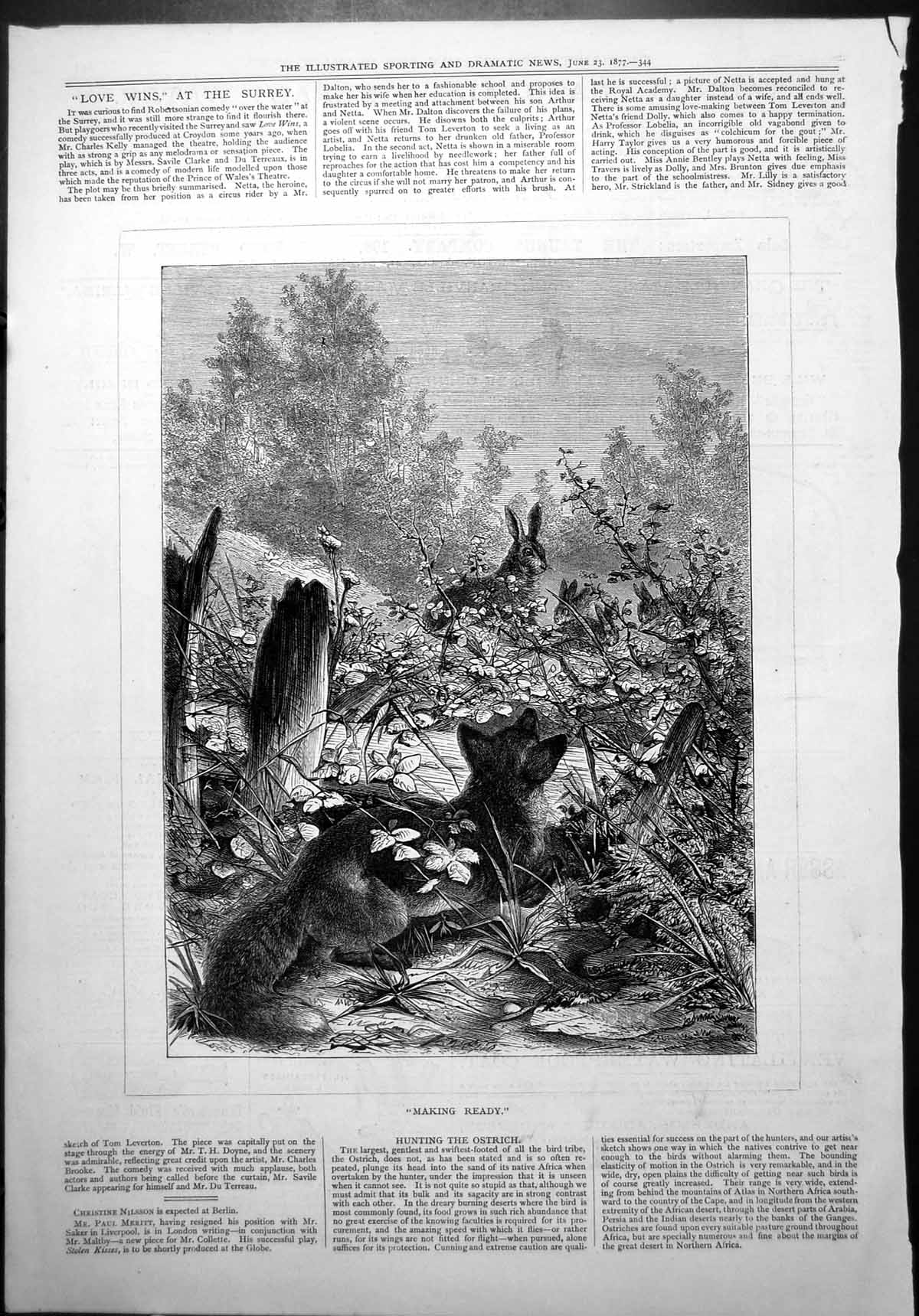 Old Print Making Ready Fox About Chase Rabbits Hedgerow Fence Field 1877 19th