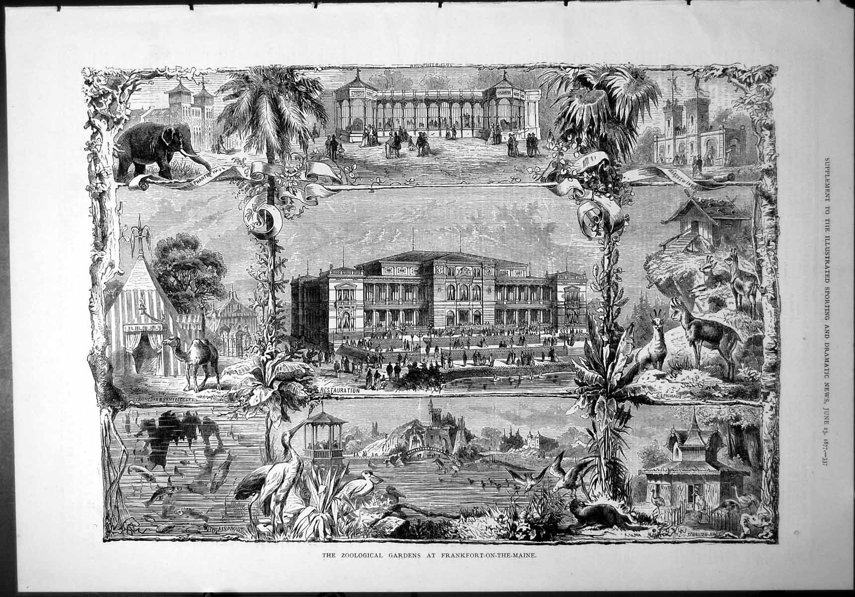 Antique Print Zoological Gardens Frankfort-On-The-Maine Elephant Camel 1877