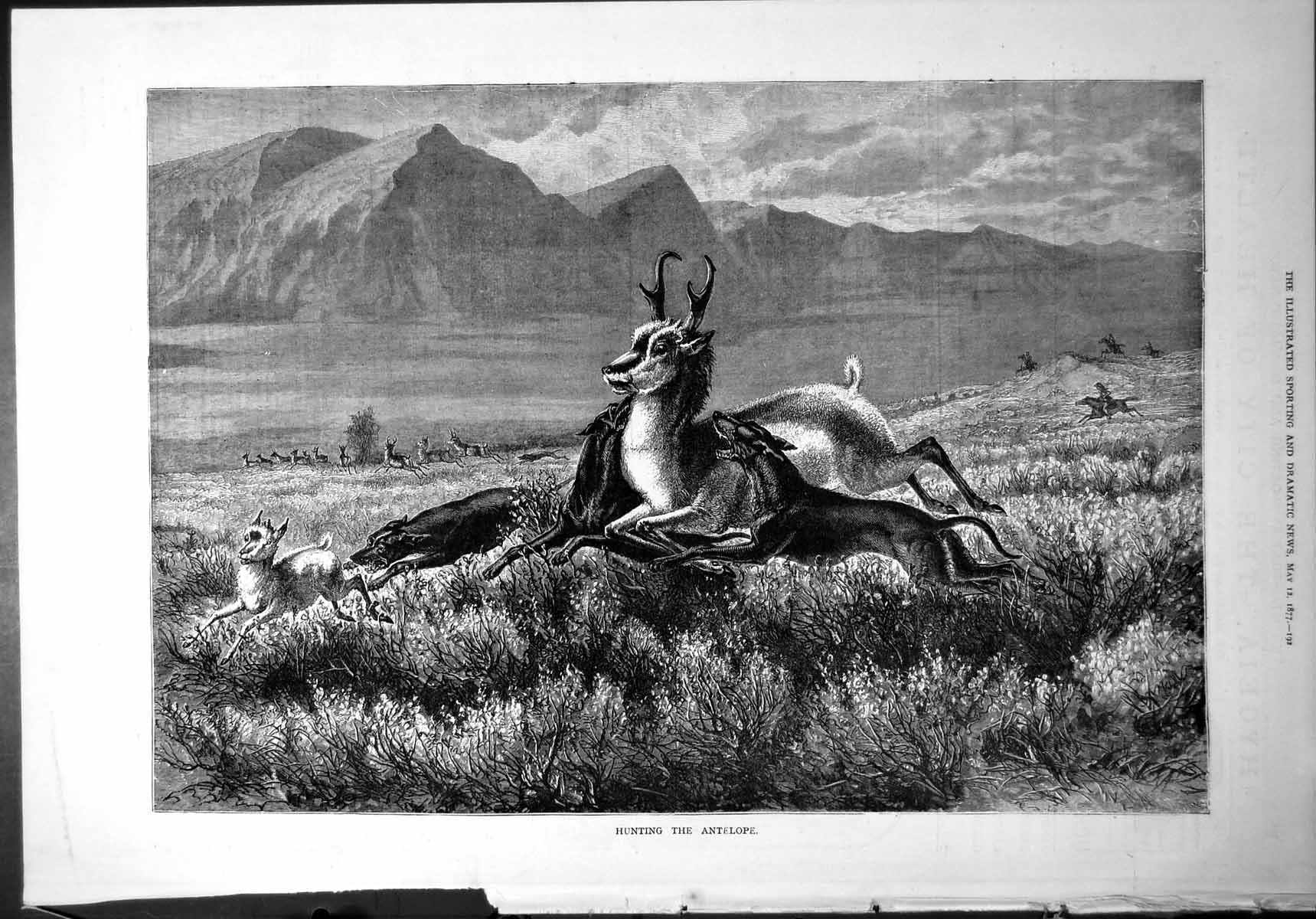 Old Print Hunting Antelope Dogs Men Horseback Plains Mountains Herd 1877 19th