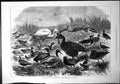 Old Wild Fowl Preservation Birds Mentioned In Act Ruff Ducks Waders