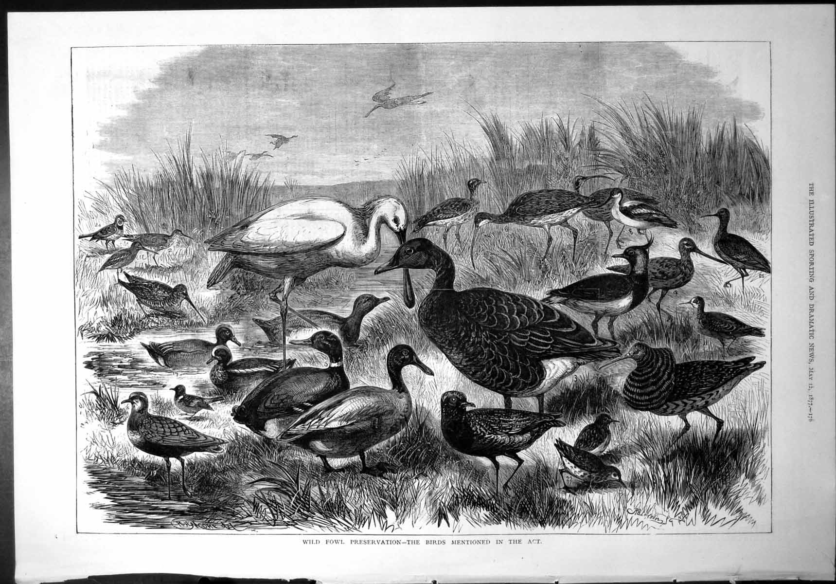 Old Wild Fowl Preservation Birds Mentioned In Act Ruff Ducks Waders