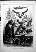Old Indian Hunting Trophies Zoological Specimens H.R.H. Prince Wales