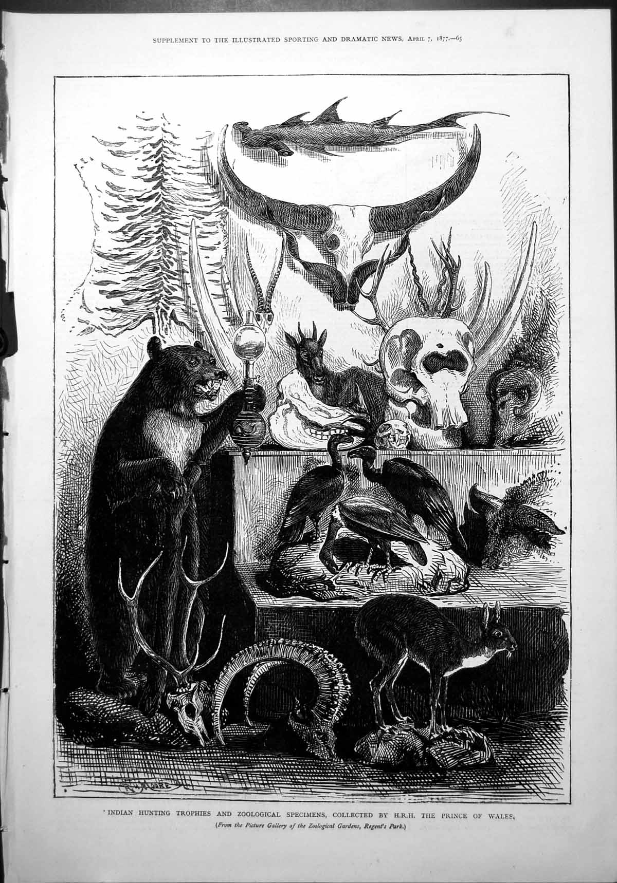 Old Indian Hunting Trophies Zoological Specimens H.R.H. Prince Wales