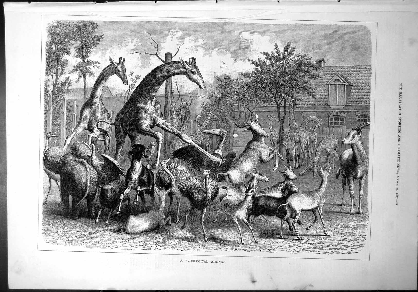 Old ?Zoological Airing? Giraffe Antelope Ostrich Elephant Stork 1877 Victorian