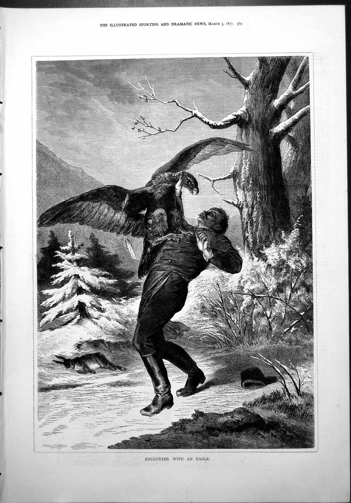Old Print Encounter Eagle Man Chest Fir Trees Rabbit Talons Feather 1877 19th