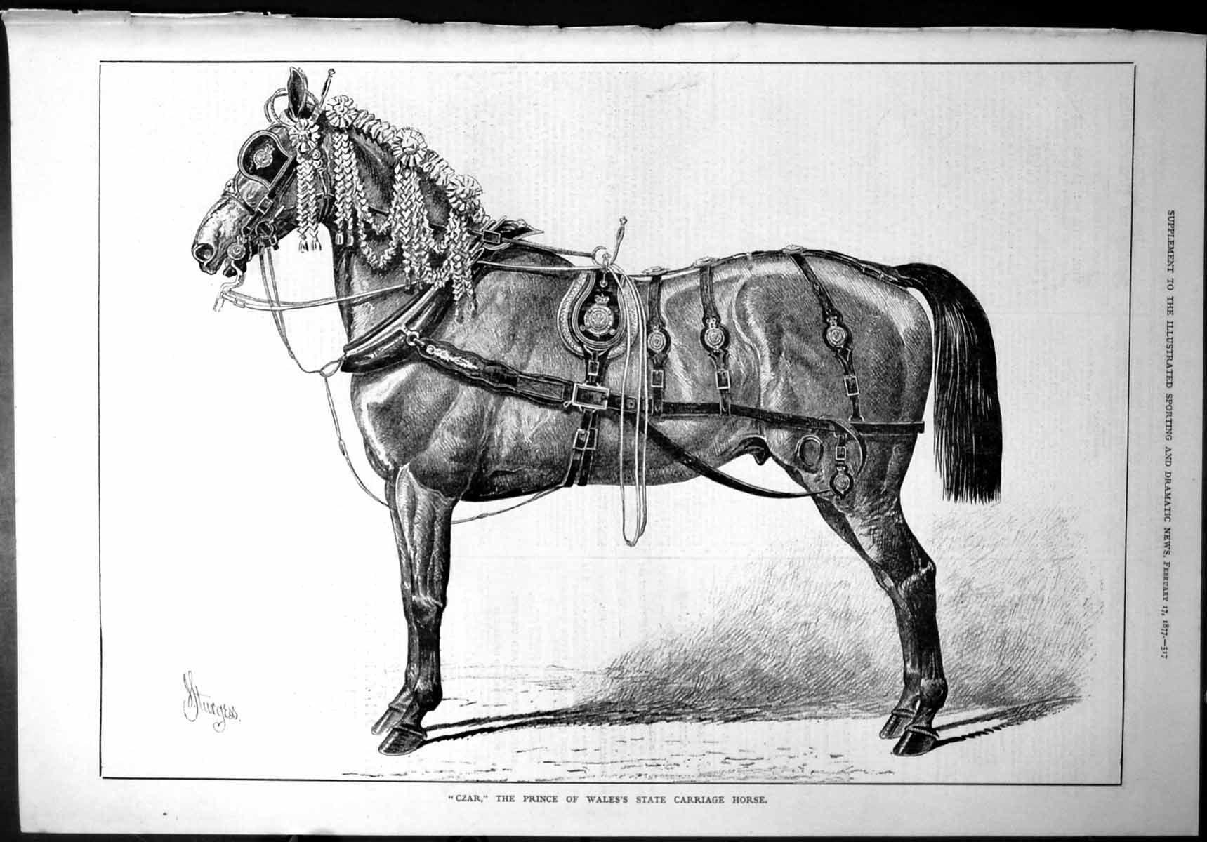 Old ?Czar? Prince Wales State Carriage Horse Decorated Mane Blinkers