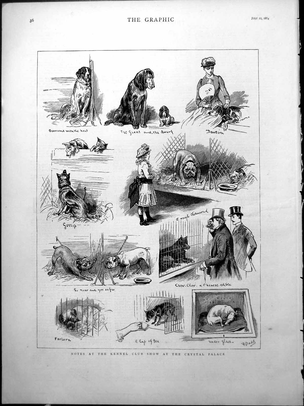 Old Notes Kennel Club Show Crystal Palace Dogs Large Small F. Dadd 18 Victorian