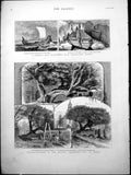 Old Viking Ship Discovered Sandefjord Norway Buckland Yew Moved 1880 Victorian