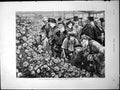 Antique Old Print Chrysanthemum Show Middle Temple Gardens London Ladies 1884