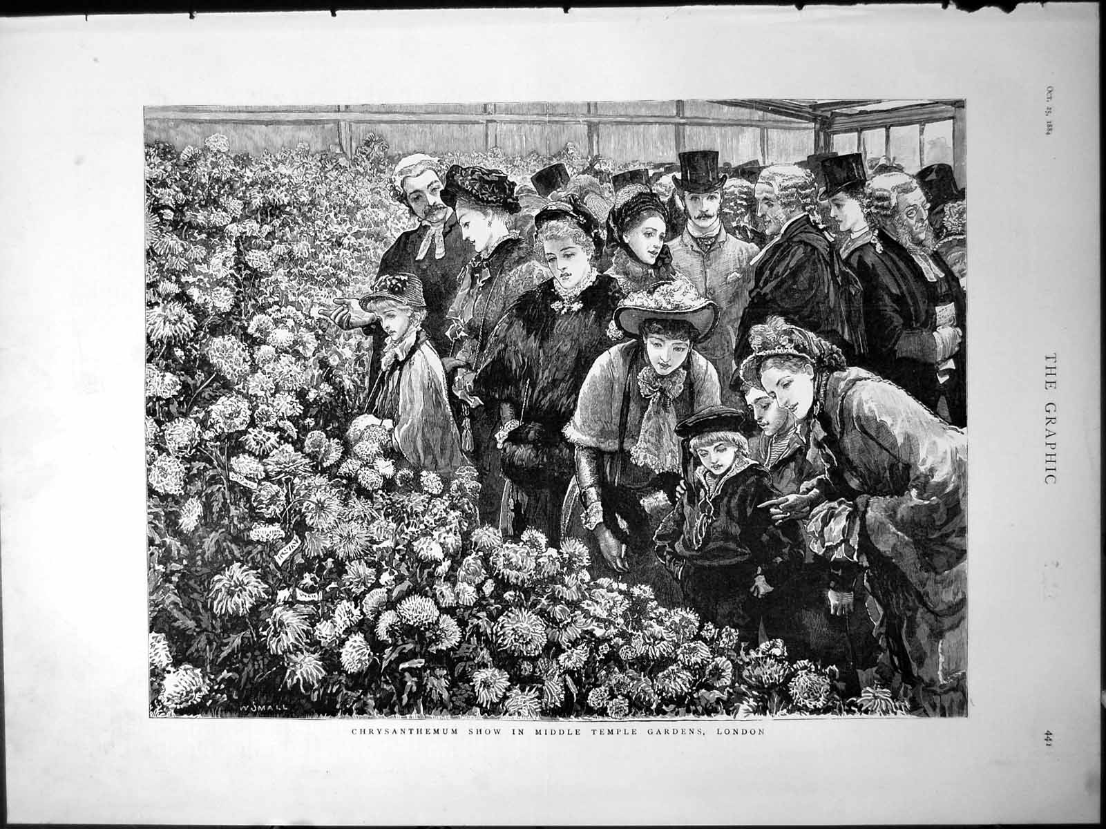 Antique Old Print Chrysanthemum Show Middle Temple Gardens London Ladies 1884