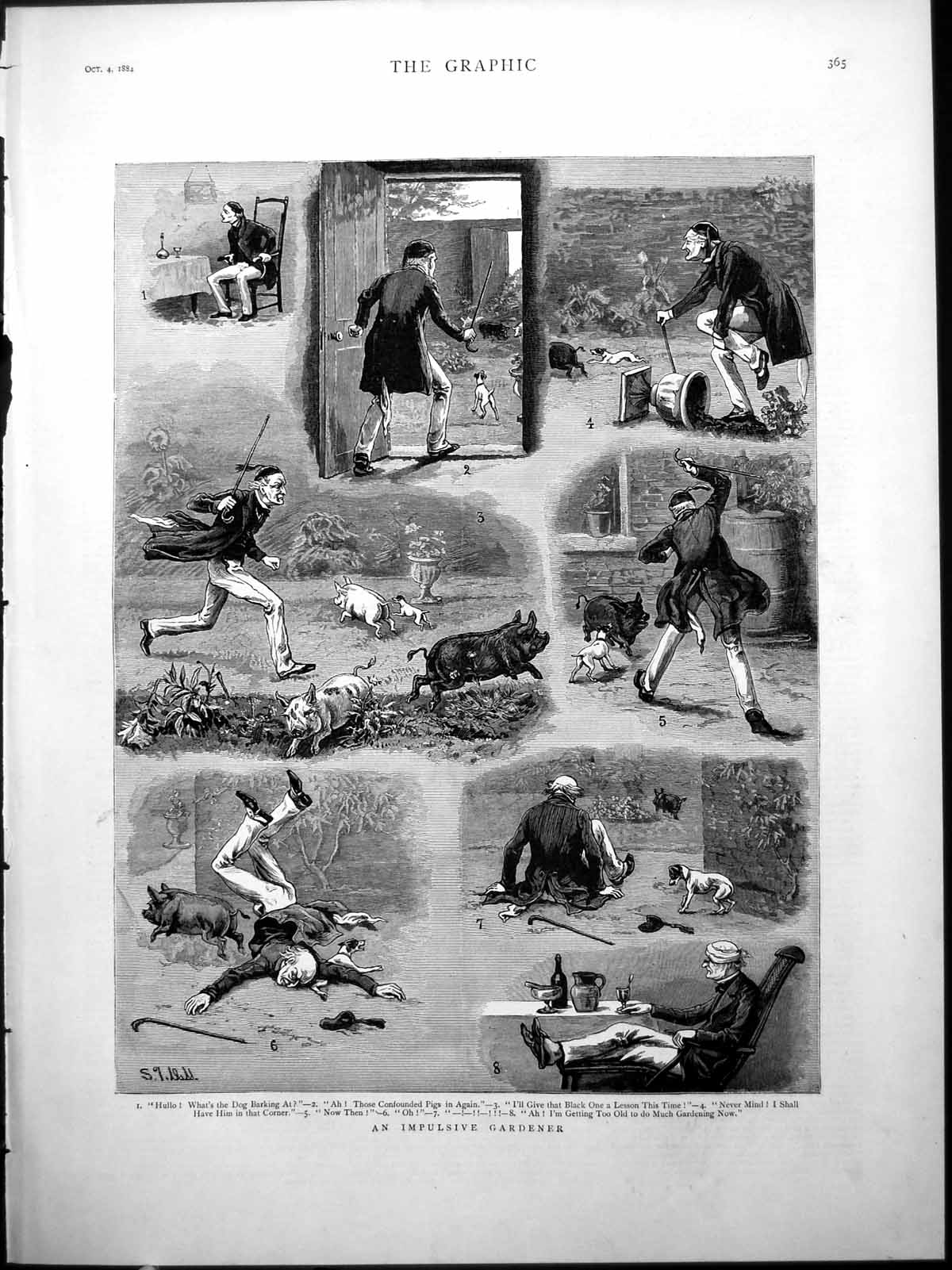 Old Print Impulsive Gardener Harassed Pigs Dog Comic Sketches Damage 1884 19th