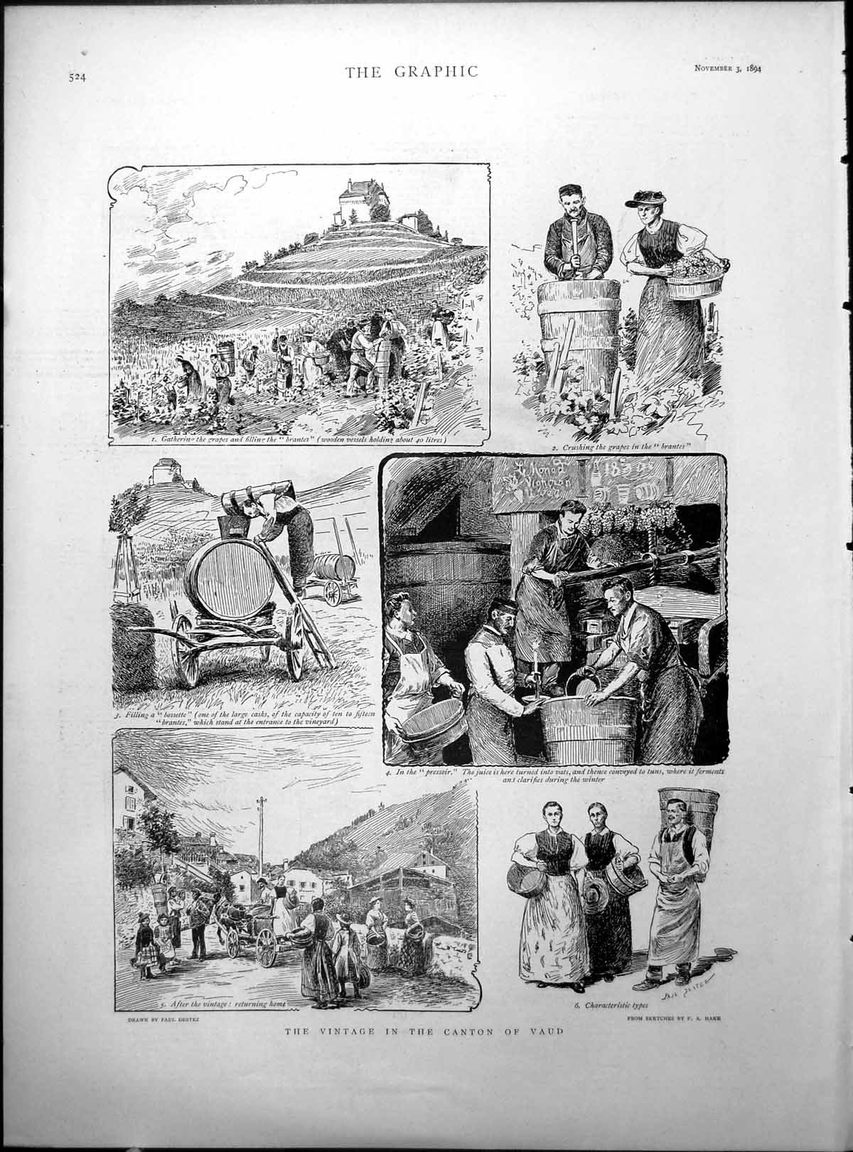 Old Antique Print Canton Vaud Grapes Empire Case Mrs Chant Mrs Amos 1894 19th