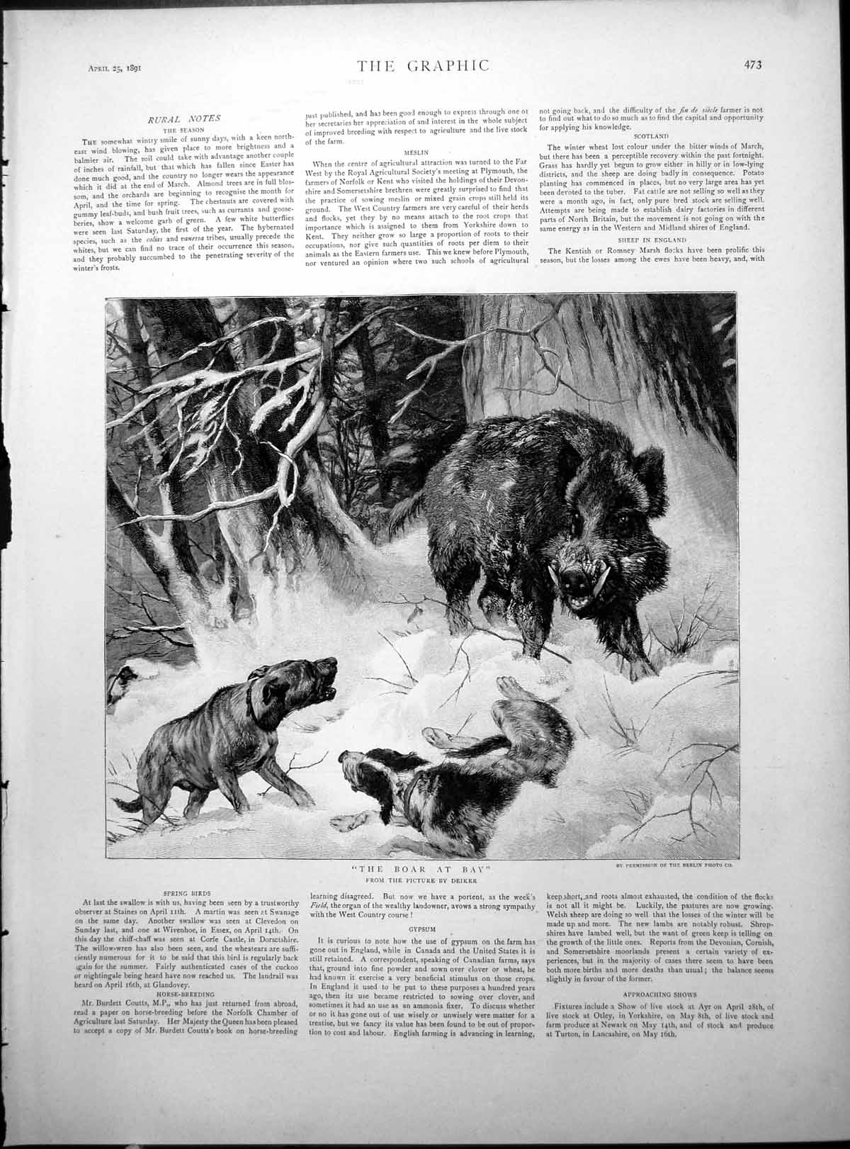 Old Boar At Bay Deiker Henry Hicks Gibbs Trawler Naval Exhibition 1891 19th