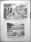 Old Sport South Africa Tiger Shooting St Ignatius Loyola Soc Jesus 1891 19th