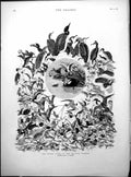 Antique Old Print Water Birds British Islands J G Millais Ducks Geese 1886 19th