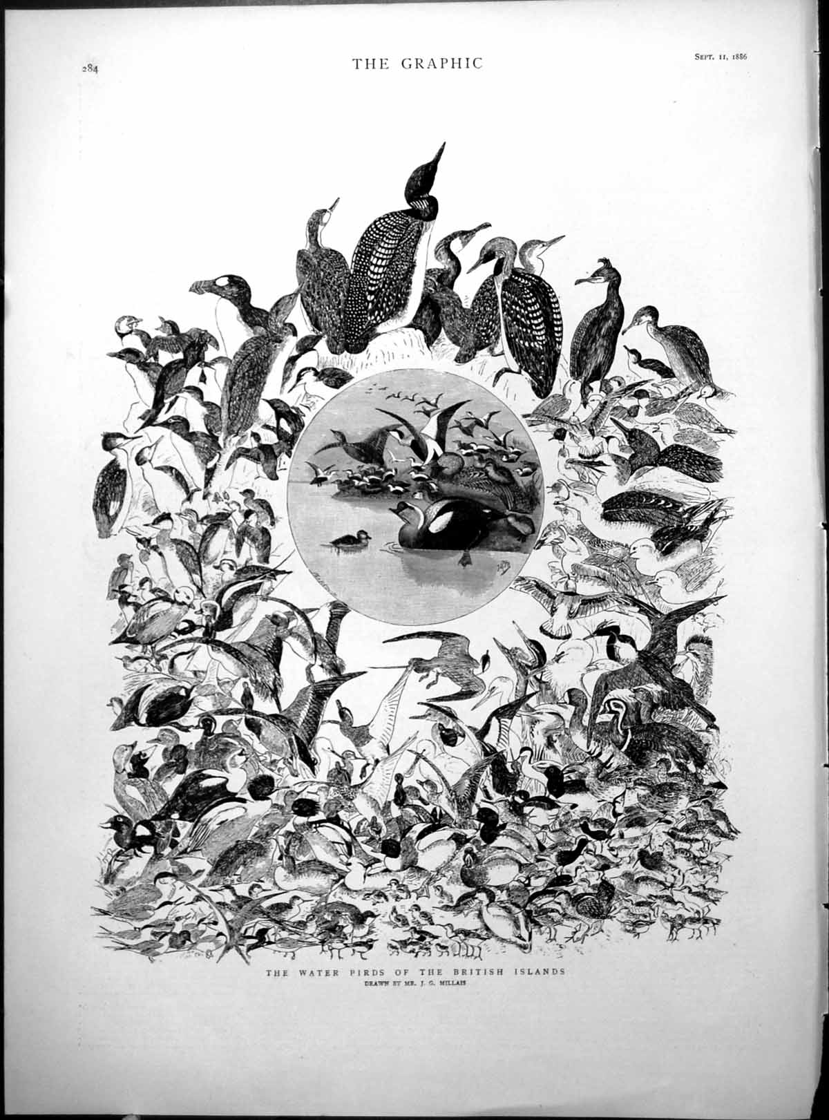 Antique Old Print Water Birds British Islands J G Millais Ducks Geese 1886 19th
