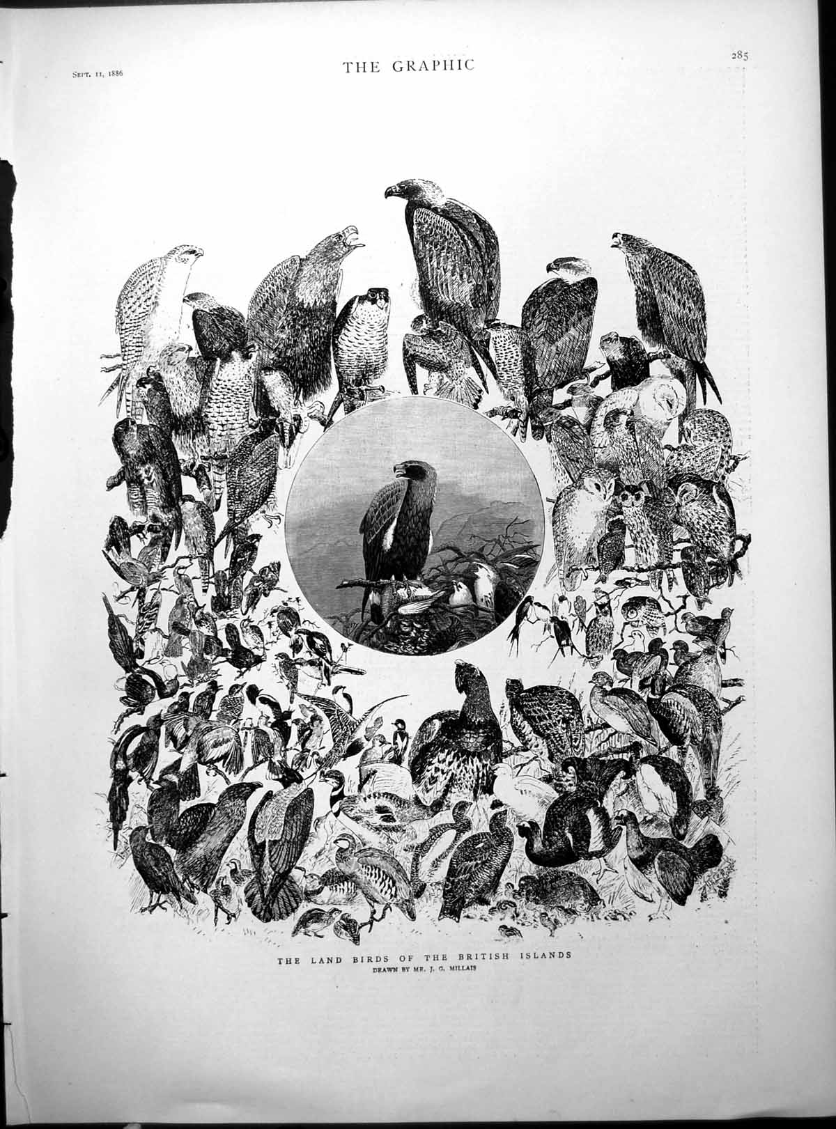 Print Land Birds British Islands J Millais Owl Pigeon Turkey Woodpecker 1886