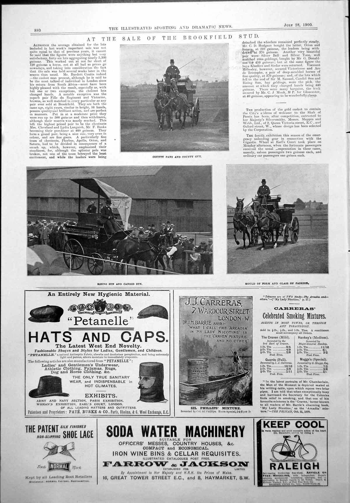 Old Print Sale Brookfield Stud County Pans County Guy Rising Sun Candid Sun1900
