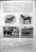 Antique Print Royal Counties Show Winchester Earl Carnarvons Lamb Bull 1900