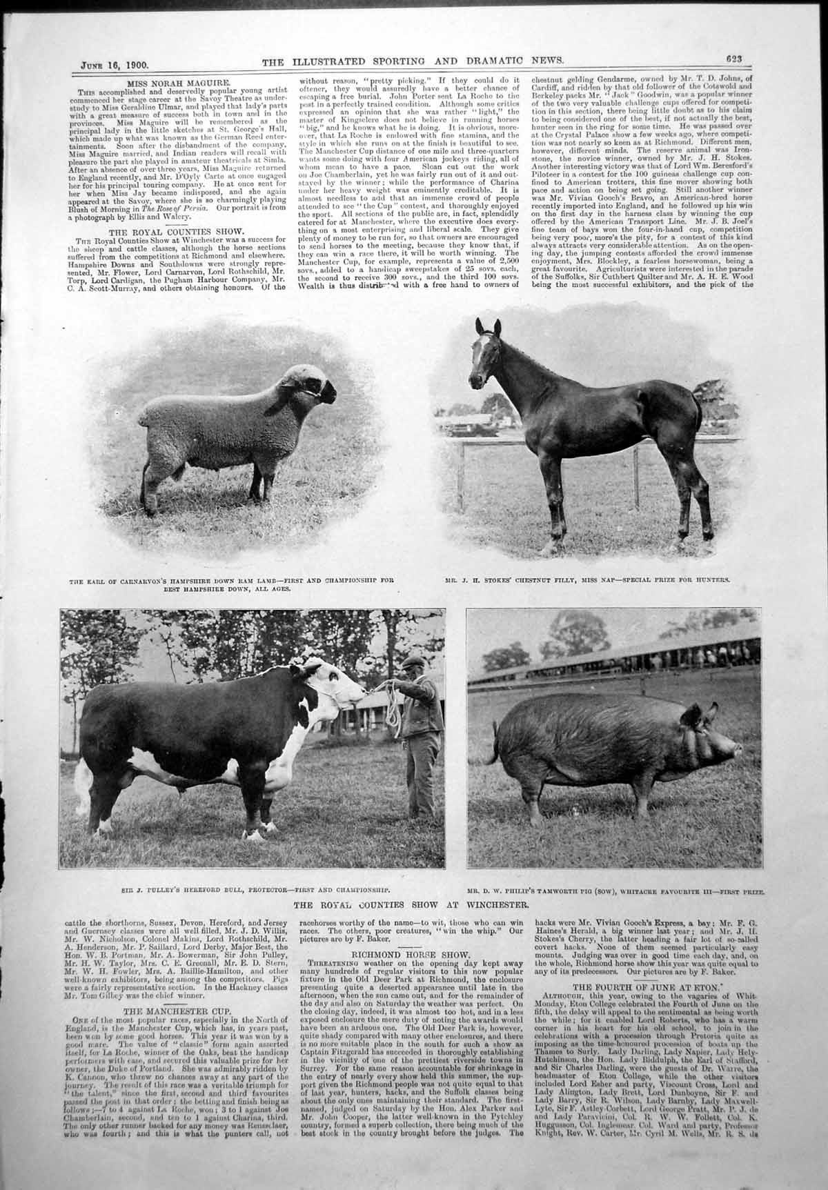 Antique Print Royal Counties Show Winchester Earl Carnarvons Lamb Bull 1900