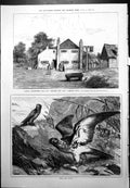 Antique Old Print Famous Hostelries Mother Red Cap Camden Town Fish Fowl 1879