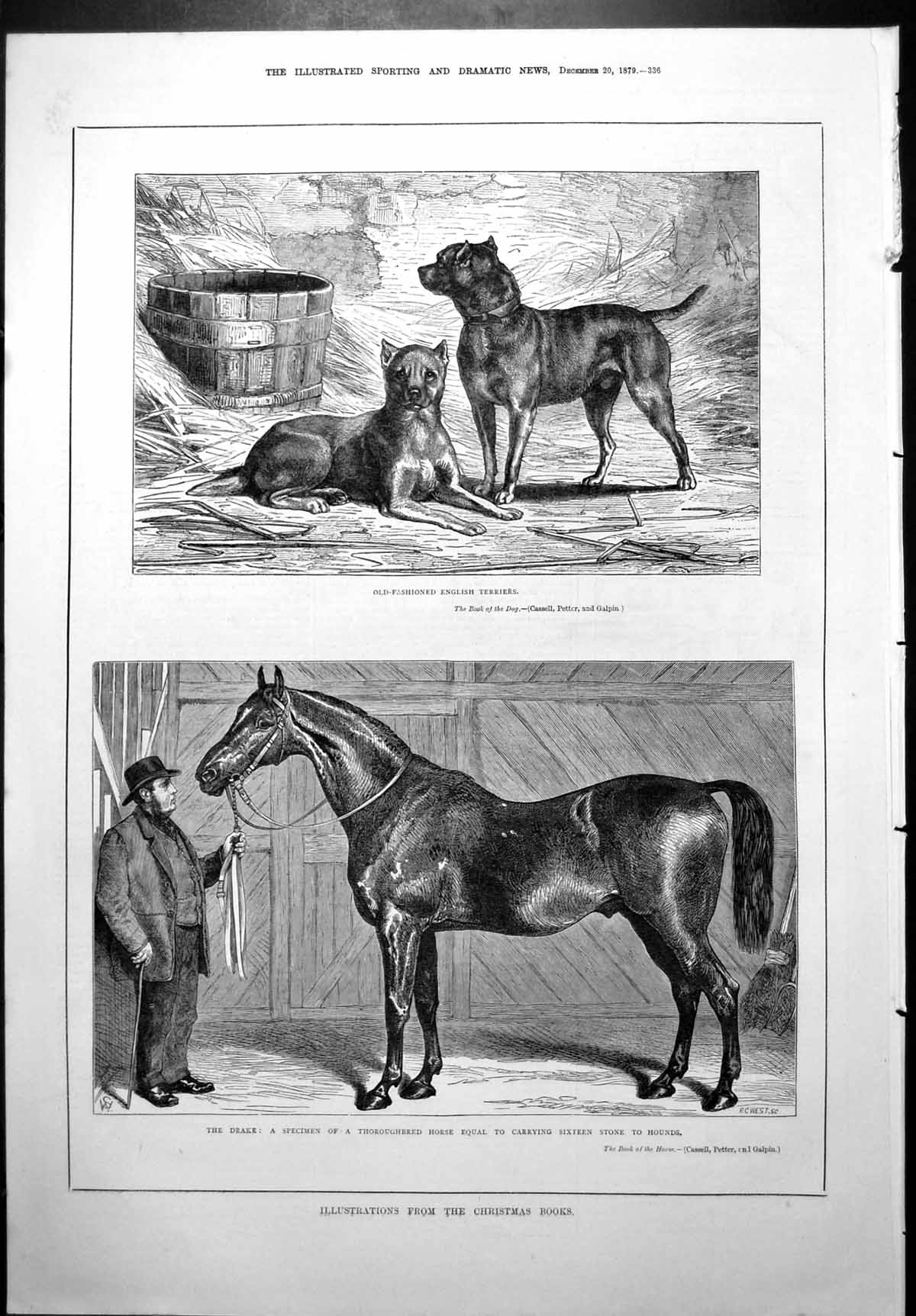 Antique Old Print Fashioned English Terriers Drake Thoroughbred Horse 1879 19th