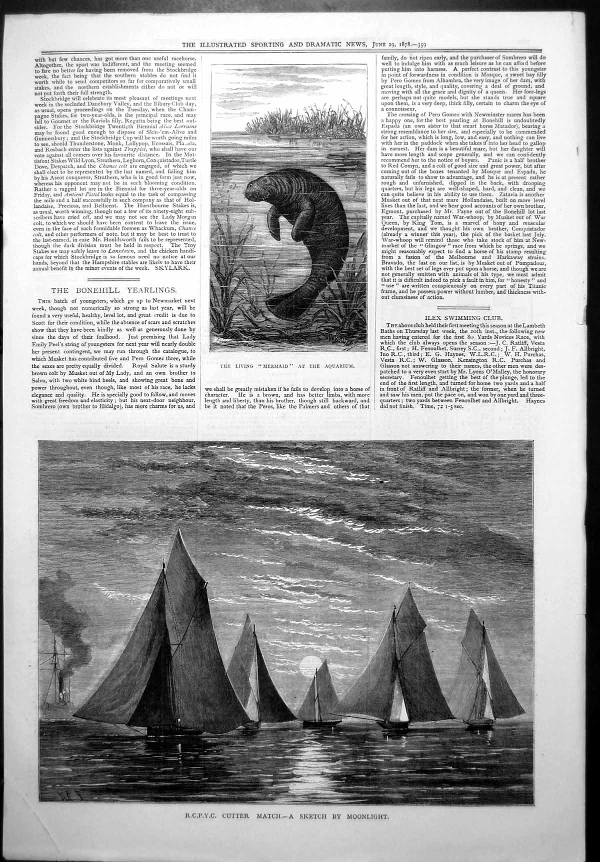 Antique Print Living Mermaid Aquarium R C P Y C Cutter Match Moonlight 1878