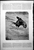 Old Antique Print Good Shot Pheasant Falling Ground After Being Shot 1878 19th