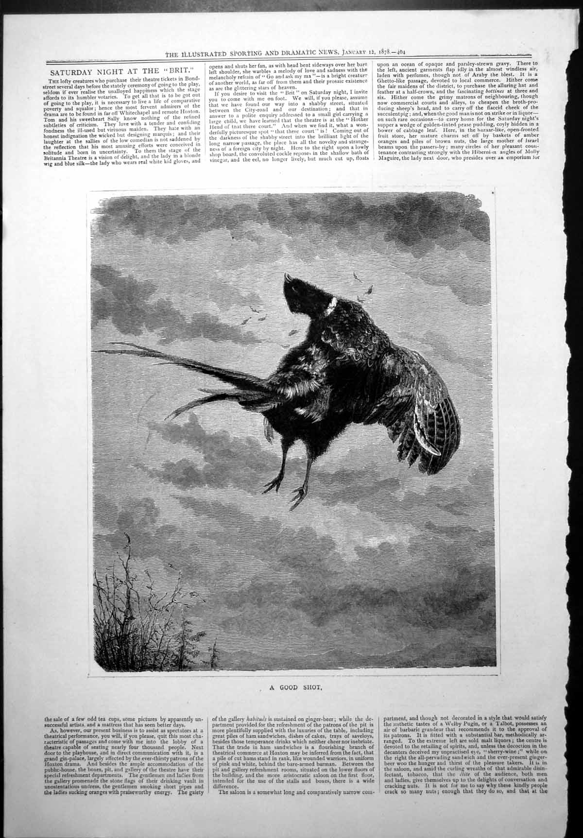Old Antique Print Good Shot Pheasant Falling Ground After Being Shot 1878 19th