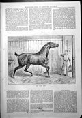 Antique Old Print Ah Would You Horse Stable Ready To Bolt Man Feeding 1887 19th