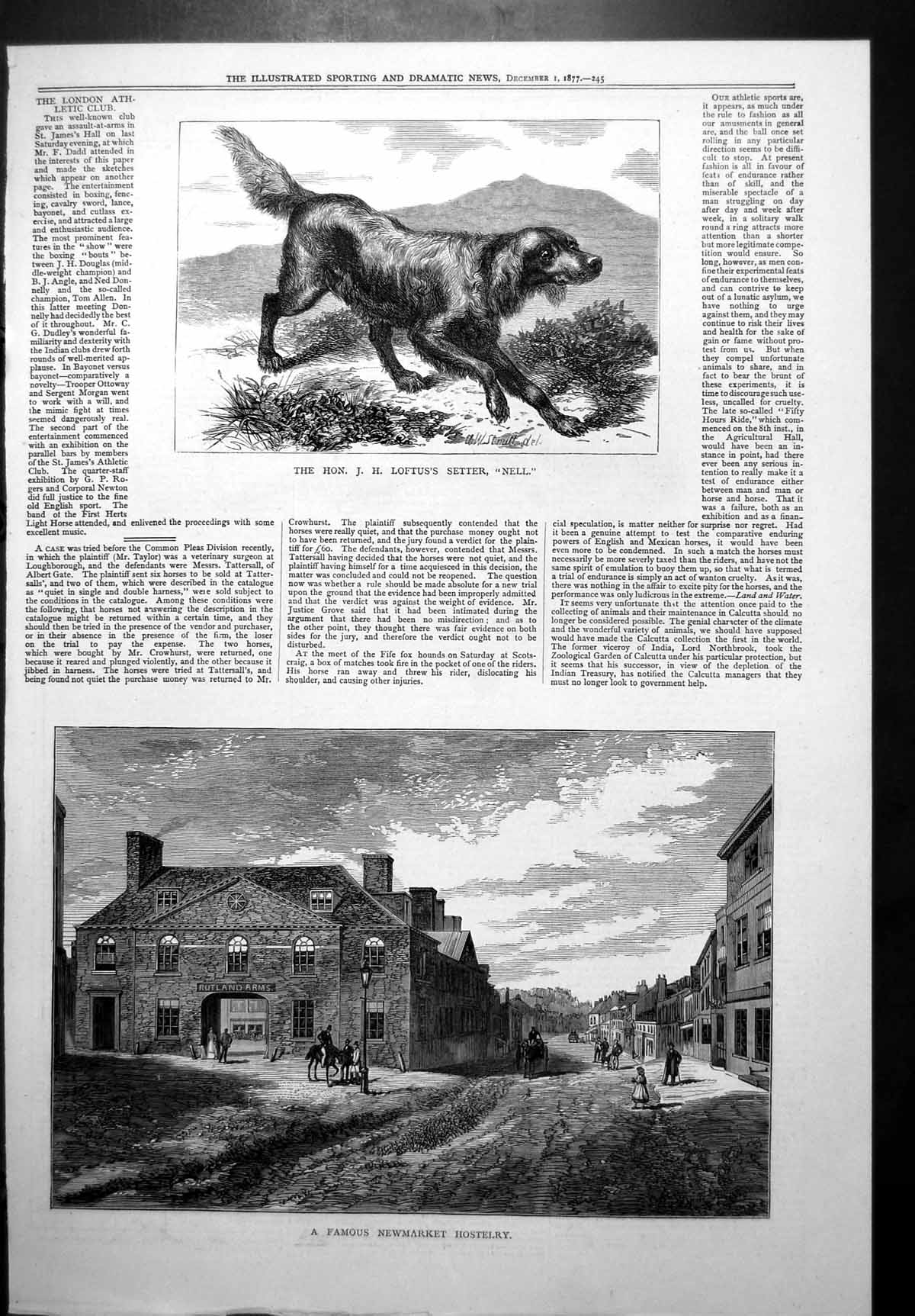 Antique Old Print Hon J H Loftus'S Setter Nell Famous Newmarket Hostelry 1877