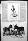 Old Charles Kemble Hybrid Zebra Parents Berlin Zoological Gardens 1877 19th