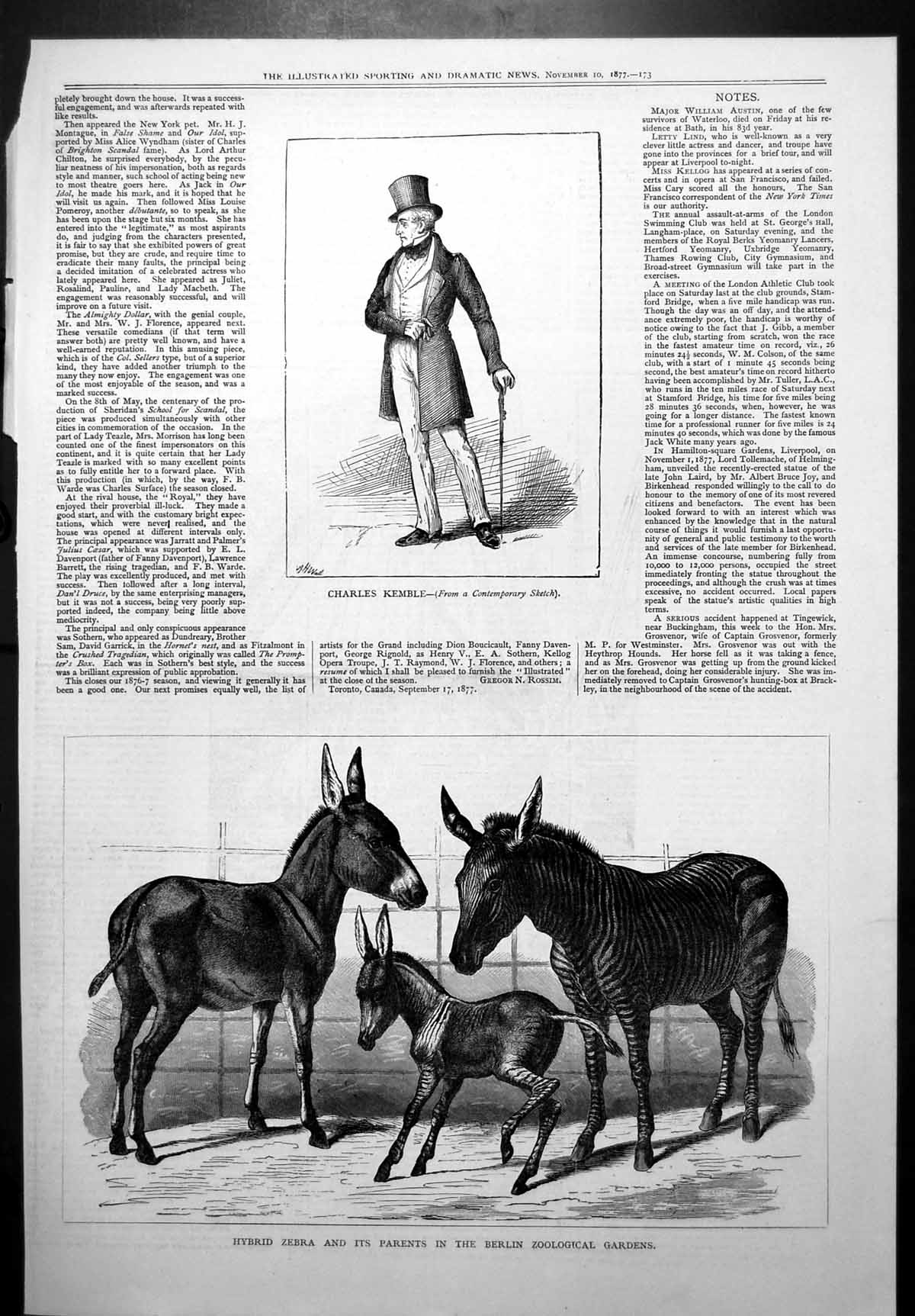 Old Charles Kemble Hybrid Zebra Parents Berlin Zoological Gardens 1877 19th
