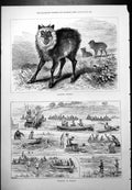 Old Japanese Chamois Swimming Hendon Start Half Distance After Race 1877 19th