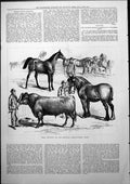Antique Old Print Prize Winners Norfolk Agricultural Show Bull Horses 1877 19th