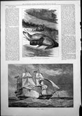 Original Old Antique Print Baby Sea Lion Brighton Hms Pique Sailing Ship 1877
