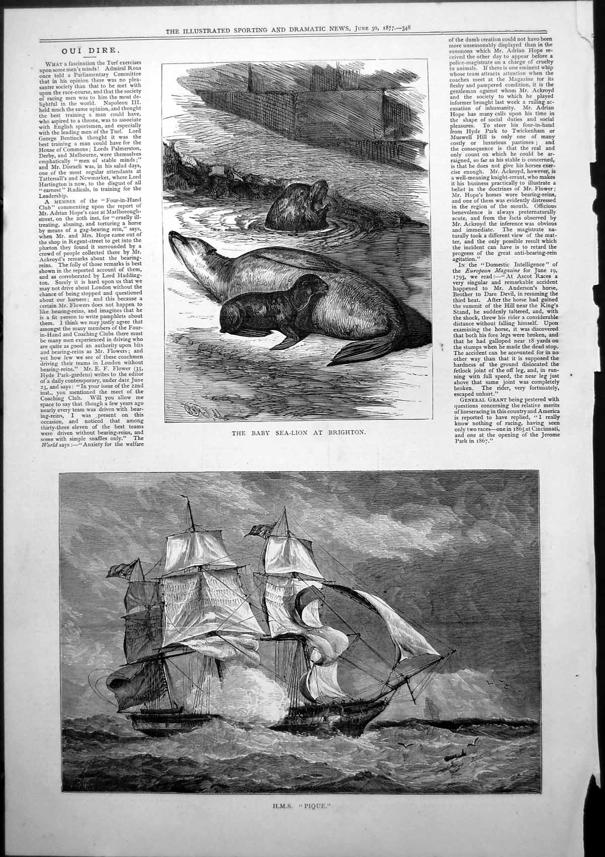 Original Old Antique Print Baby Sea Lion Brighton Hms Pique Sailing Ship 1877