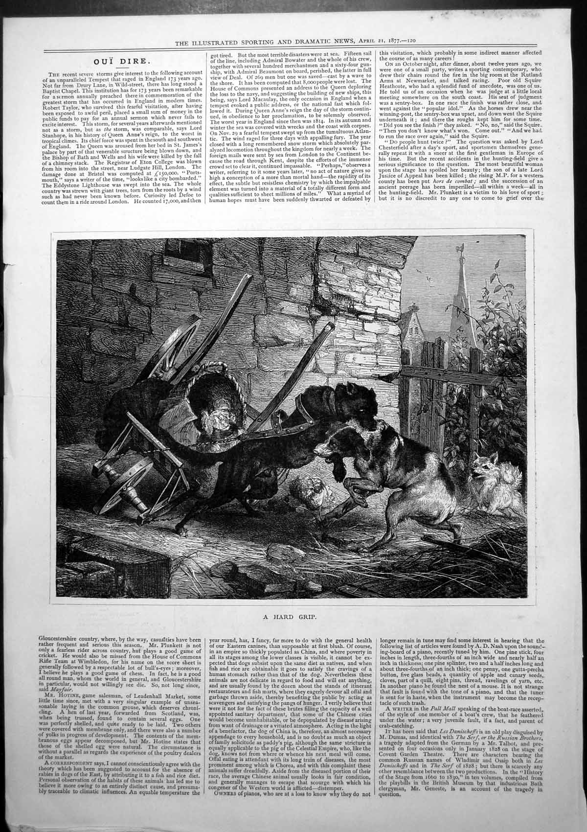 Old Antique Print Hard Grip Dog Chained Farm Cart Biting Other Dog 1877 19th