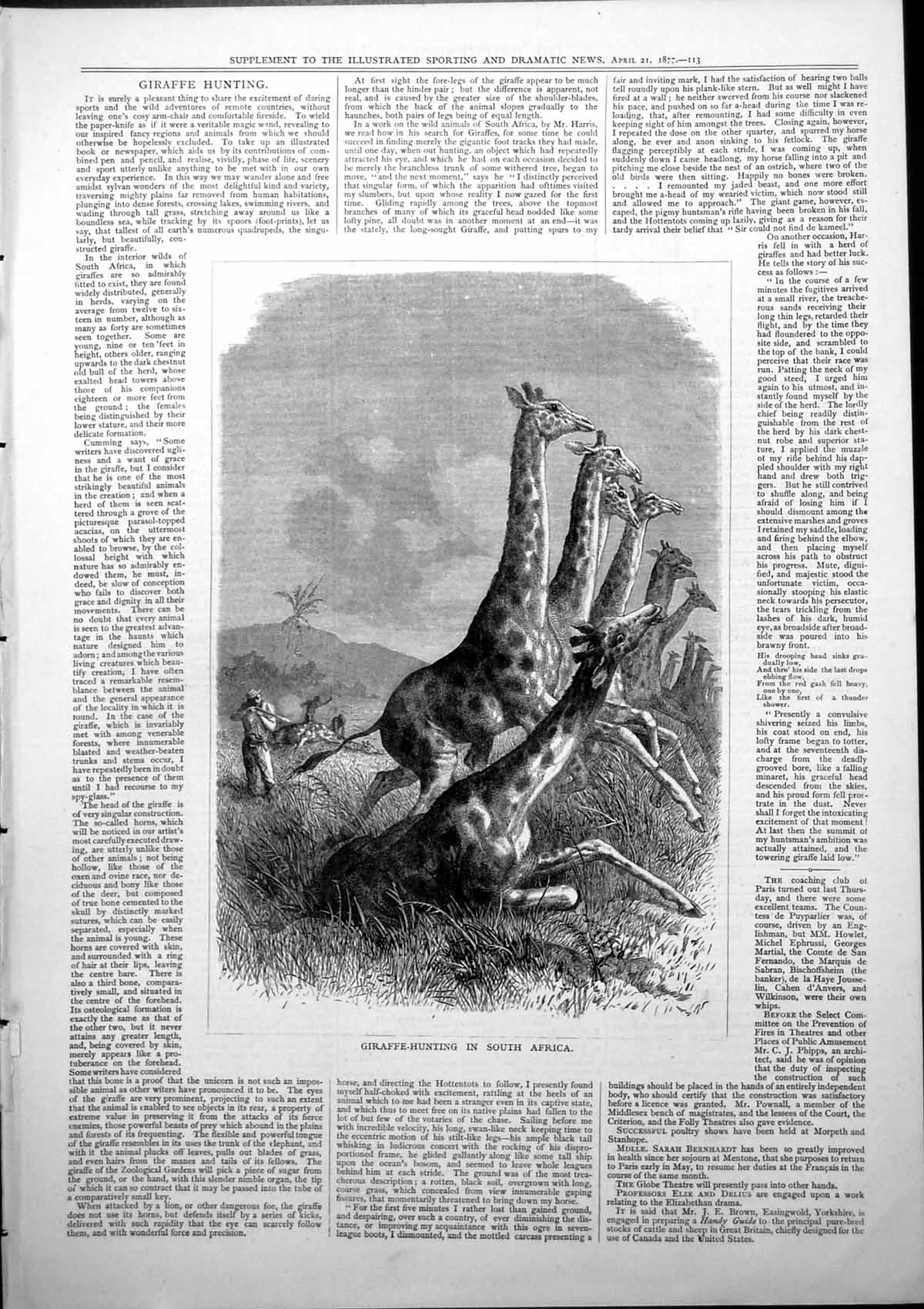 Original Old Antique Print Giraffe Hunting South Africa Firing Gun 1877 19th