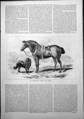 Original Old Antique Print Mr Sherwoods Punch Bear Horse Dog Whip In Mouth 1877