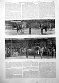 Old Crabbet Arabian Stud Sale Private Secretary Mr Penley Fred Tyrrel