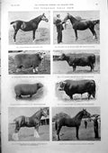 Old Tunbridge Wells Show D Kelly Horse Goring Streatley Regatta 1900 Victorian