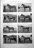 Old Print Eaton Stud Yearling Sales Persimmon Henley Regatta Miranda 1900 20th